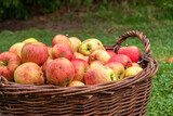 Apfel Obstbaum ernte