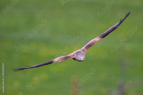 Red Kite (Milvus milvus), Hesse, Germany © Martin Grimm