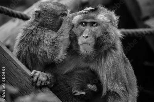 Black and white photo from the life of macaques.