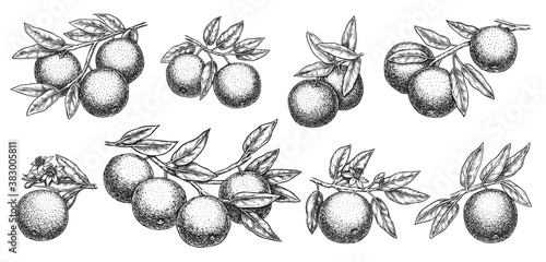 Orange branch sketch. Growth mandarin or, grapefruit or orange branch with leaf and citric fruit on stem detailed outline sketch illustration. Vector hand drawn botanical horticultural set on white