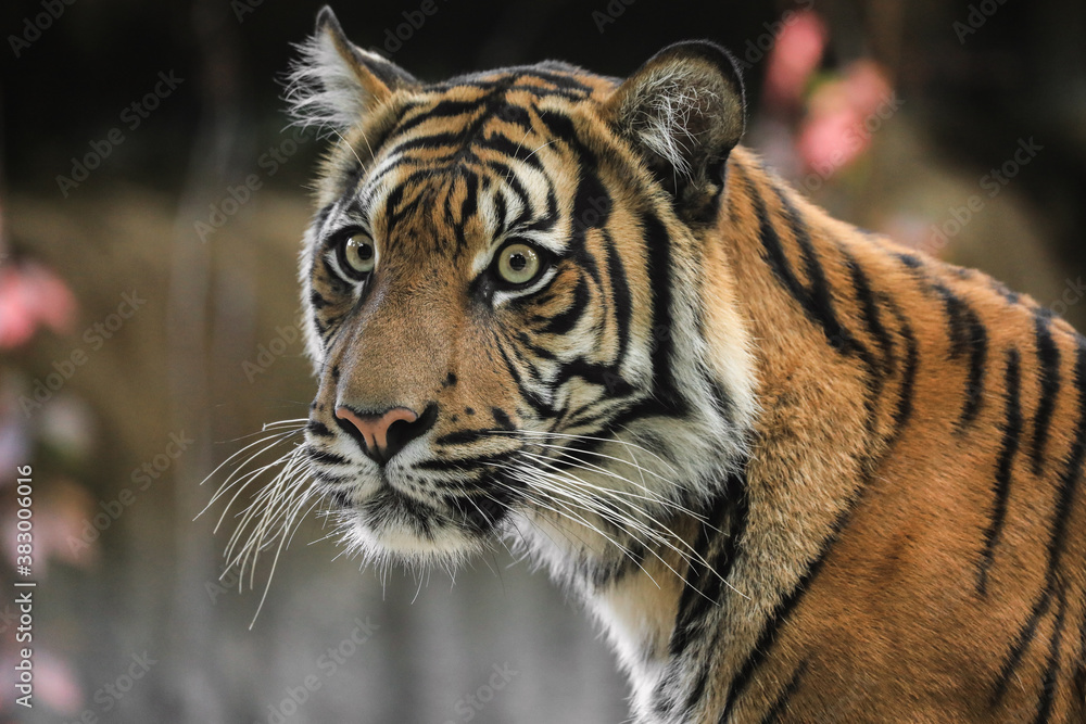 Fototapeta premium Portrait young sumatran tiger