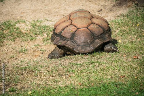  Large shell of an Aldabra giant tortoise photo