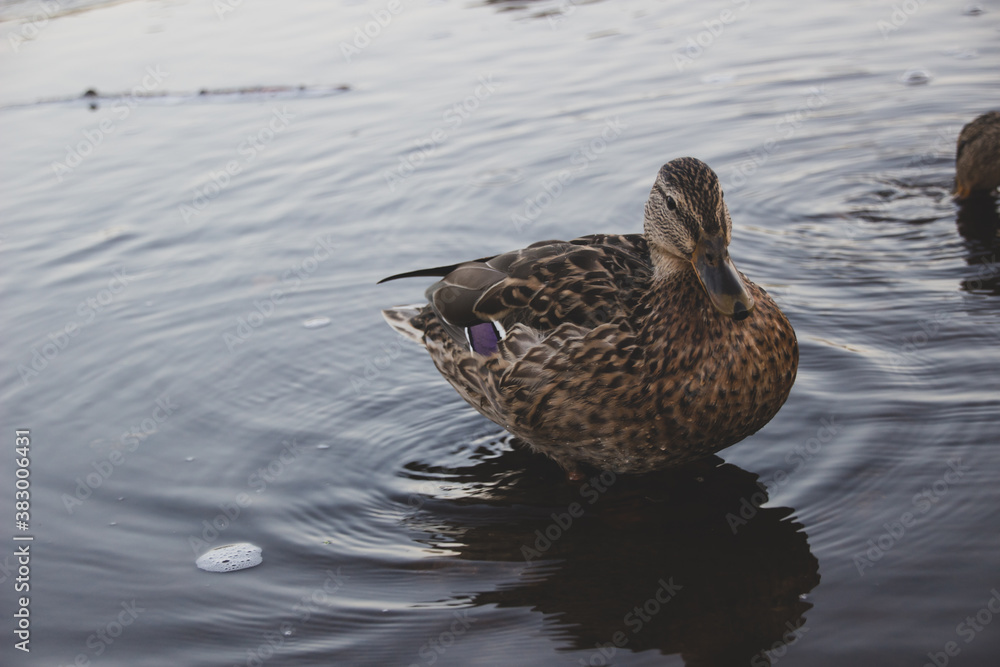 Wild ducks stand on the river bank and look for food in it.
