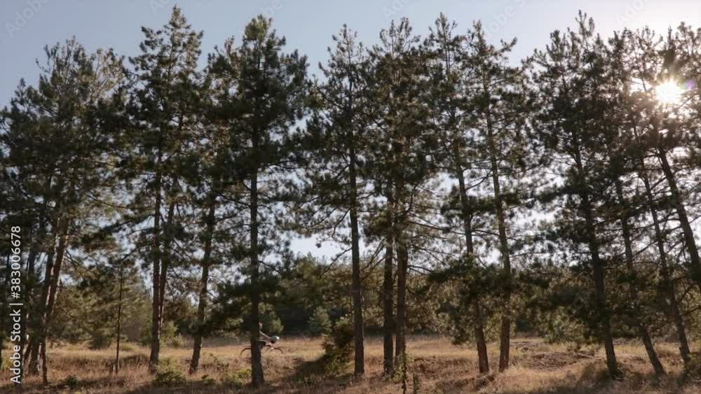 Person riding a bicycle through forest with tall trees. Riding a bike in a beautiful nature. Person riding a bicycle through forest with tall trees. Riding a bike in a beautiful nature.