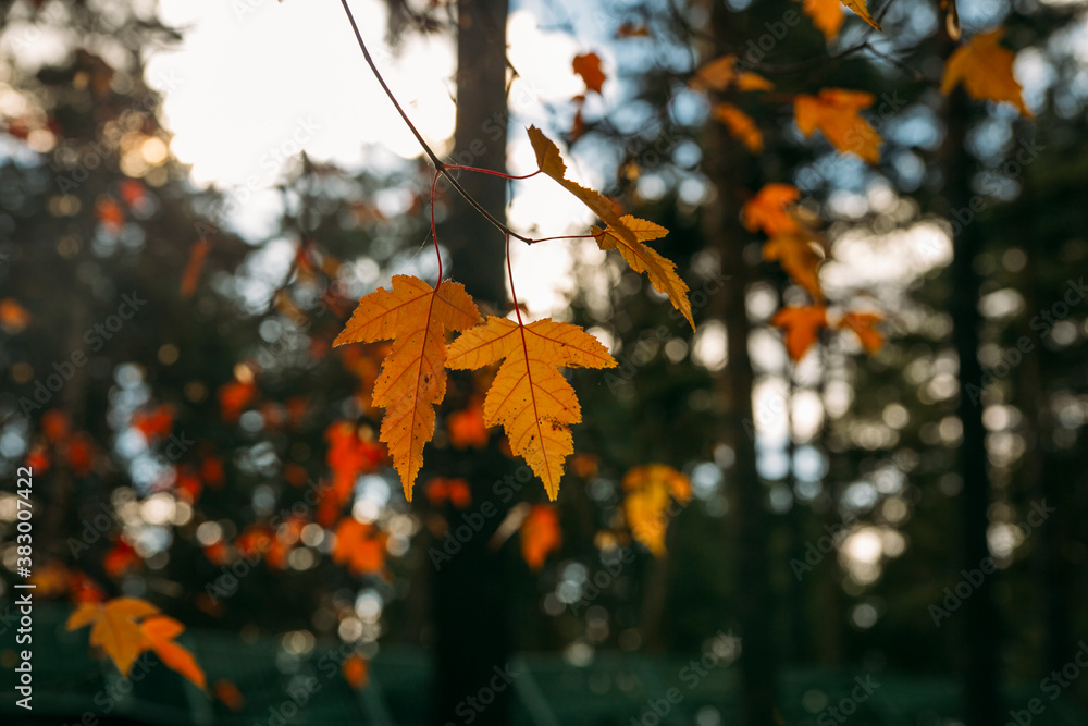 Obraz premium autumn background for layouts 