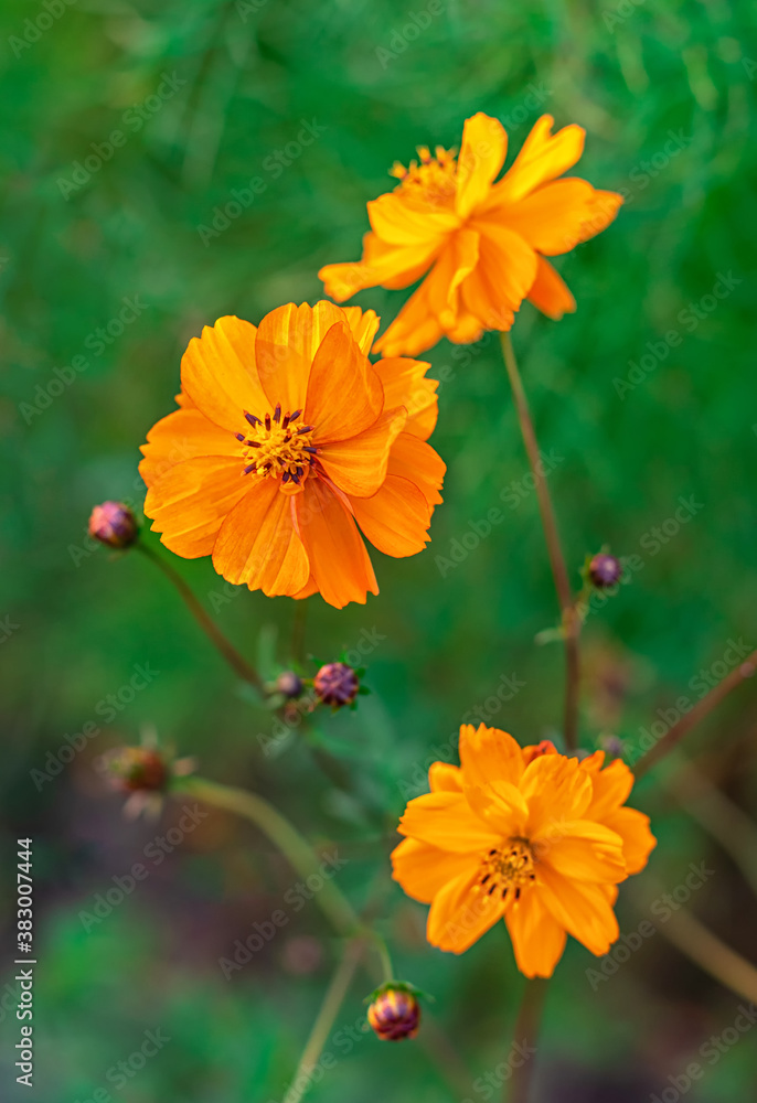 Orange flowers cosmos in the autumn garden. Beautiful floral background. Close up. Selective focus. Orange flowers cosmos in the autumn garden. Beautiful floral background. Close up. Selective focus.