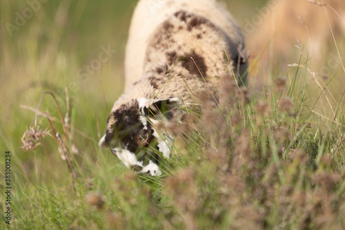 Retrato de una cordera de raza ripollesa (ovella ripollesa) pastando en un prado de hierba al atardecer © David