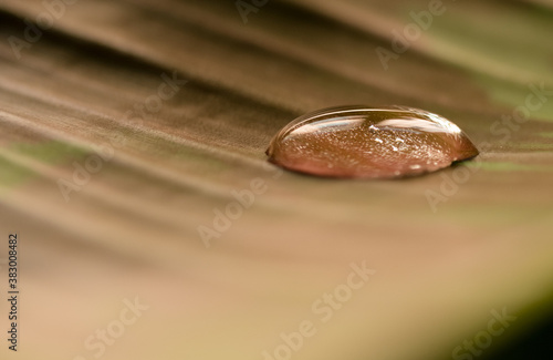 Gota de agua sobre hoja grande (macro) photo