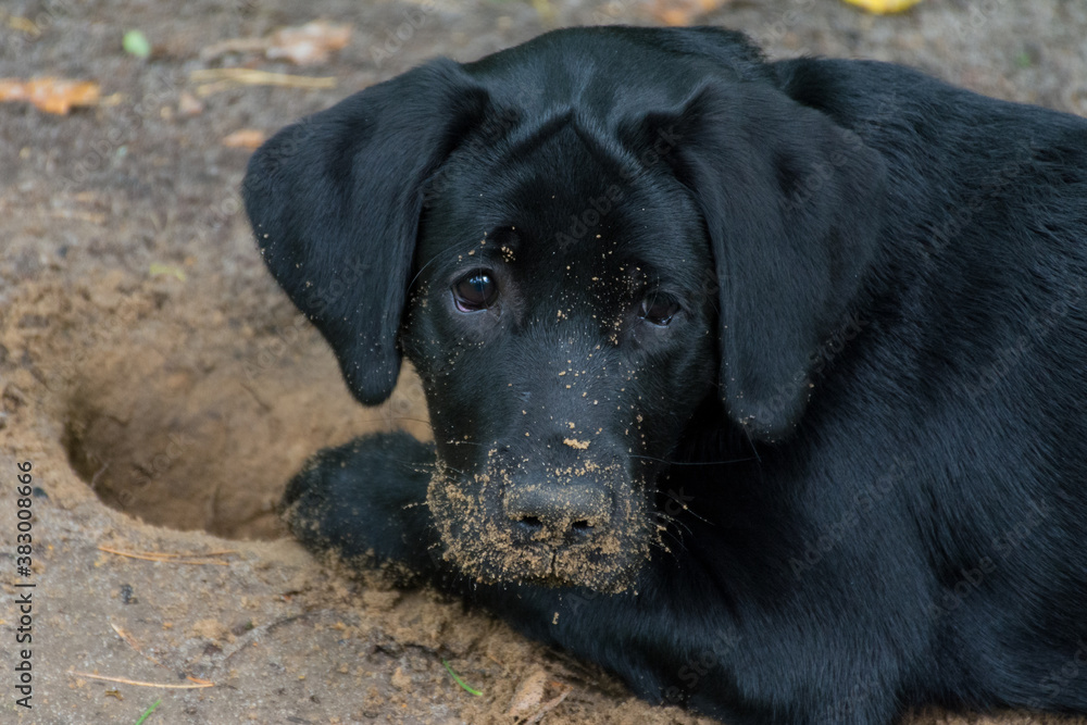 Black Labrador after digging a hole in the ground Black Labrador after digging a hole in the ground