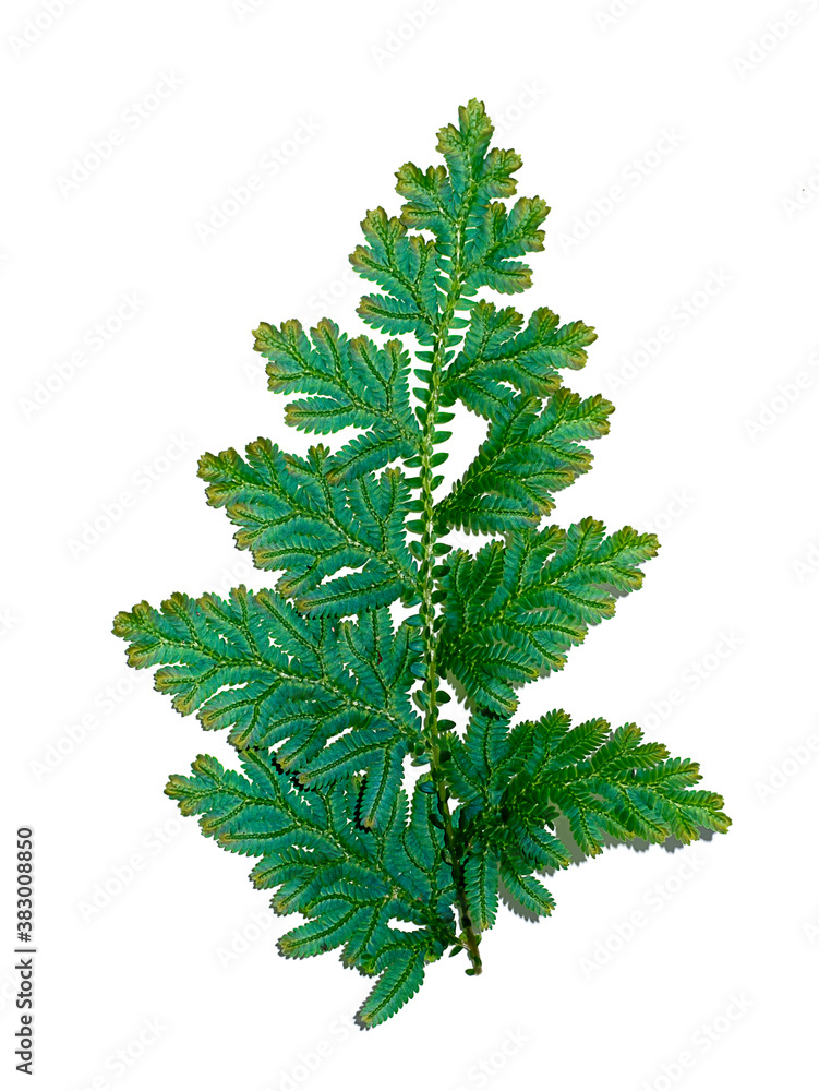 Fototapeta premium Close up Selaginella kraussiana fern leaf on white background.