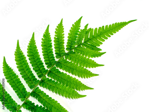 Close up Boston Fern leaf on white background.