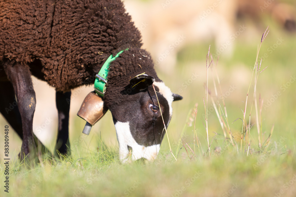 Romane Rzaza Foto de Cordera (oveja) negra de raza INRA 401 (Romane) pastando en un ...