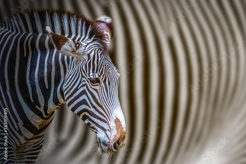 portrait of a zebra