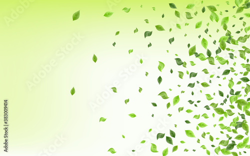 Olive Greenery Ecology Green Background Concept. 
