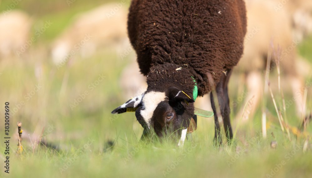 Romane Rzaza Foto de Cordera (oveja) negra de raza INRA 401 (Romane) pastando en un ...