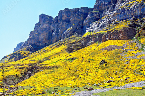 Ordesa and Monte Perdido National Park in the Spanish Pyrenees. Thickets of flowering Genista horrida cover the North face of the canyon. photo