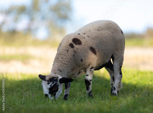 Retrato de una cordera de raza ripollesa  ovella ripollesa  pastando en un prado de hierba al atardecer