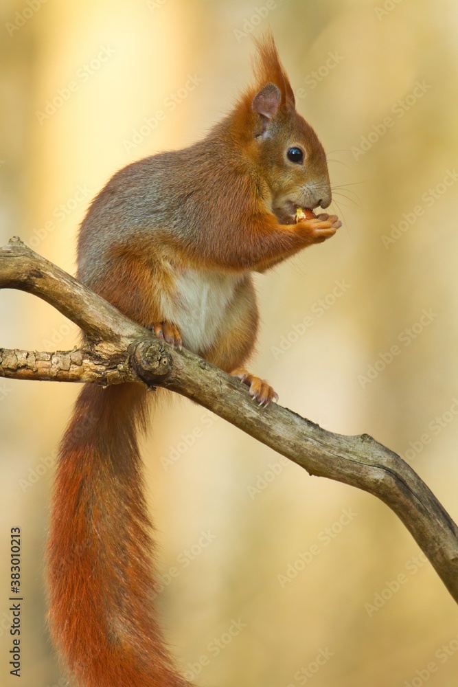 Ein europäisches rotes Eichhörnchen sitzt im Frühling auf einem Ast mit einer Nuss im Mund, sciurus vulgaris Ein europäisches rotes Eichhörnchen sitzt im Frühling auf einem Ast mit einer Nuss im Mund, sciurus vulgaris
