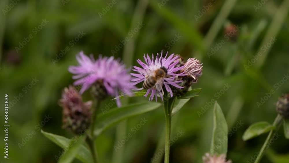 bee collecting pollen from purple flowers. Anthophila flying from flower to flower during the summer