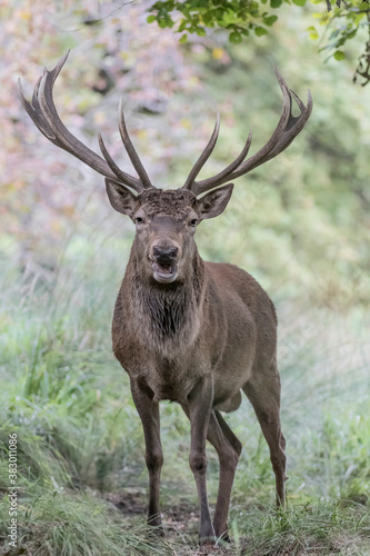 Face to face with Red deer male dominant  Cervus elaphus 