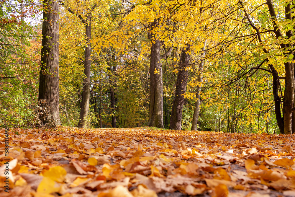 Colorful foliage in the autumn park