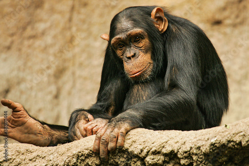 West African chimpanzee (Pan troglodytes verus) sitting lonely in a zoo and looking sadly in the camera, Leipzig, Germany  photo