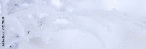 Snow and rime ice on the branches of bushes. Beautiful winter background with trees covered with hoarfrost. Plants in the park are covered with hoar frost. Cold snowy weather. Cool frosting texture.