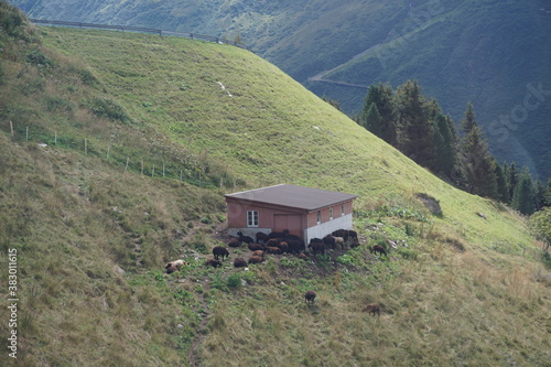 Swiss Alps