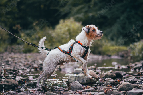 Cute Portrait of Parson Russell Terrier in Orange Pulling Harness