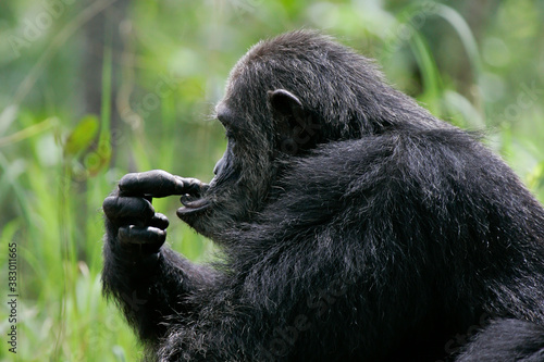 Eastern chimpanzee (Pan troglodytes schweinfurthii), Gombe Stream National Park, Tanzania photo