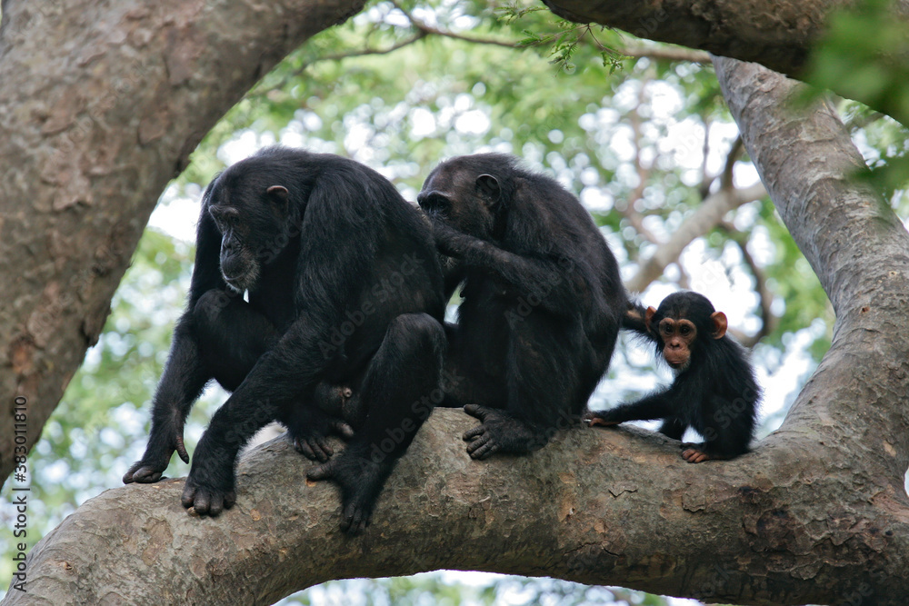 Obraz premium Eastern chimpanzee (Pan troglodytes schweinfurthii), family sitting in tree, Gombe Stream National Park, Tanzania