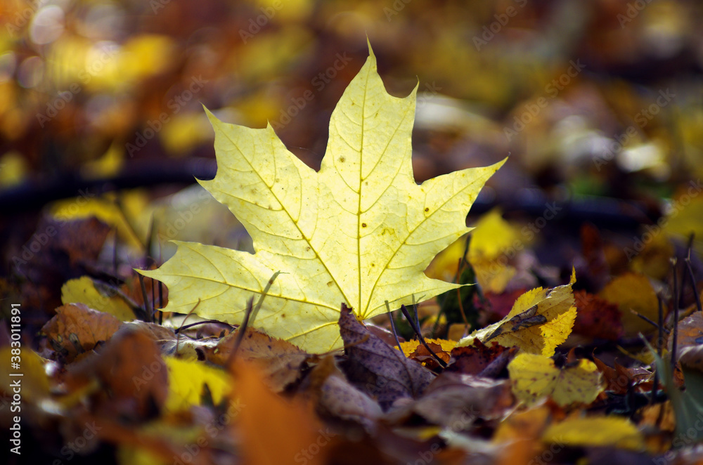 Yellow maple leaf on the ground in autumn sunlight Yellow maple leaf on the ground in autumn sunlight