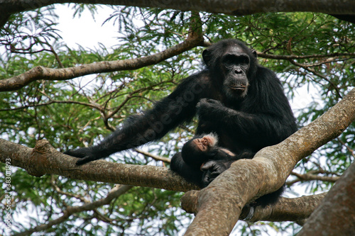 Eastern chimpanzee (Pan troglodytes schweinfurthii) mother with sleeping baby on tree, Gombe Stream National Park, Tanzania photo