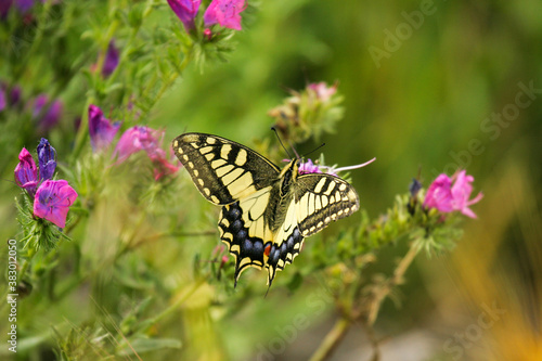 Old World Swallowtail (Papilio machaon), Catalonia, Spain