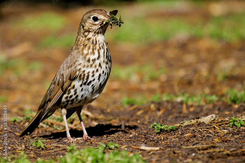 Song Thrush (Turdus philomelos) with food in bill, Brandenburg, Germany Song Thrush (Turdus philomelos) with food in bill, Brandenburg, Germany