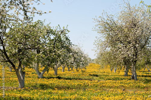 apple orchard in bloom and a field of dandelions