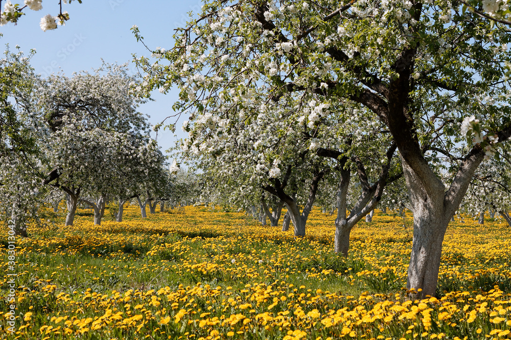apple orchard in bloom and a field of dandelions