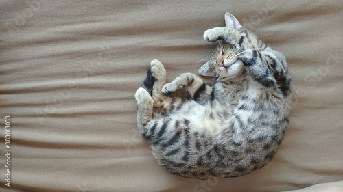 Fototapeta Naklejka Na Ścianę i Meble -  Cute cat lying on the couch. Tenderness. Pets, tenderness.