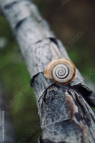 small snail on the trunk in the nature,  animal shell