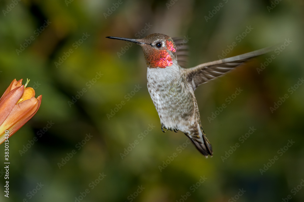 Naklejka premium Anna's Hummingbird (Calypte anna) male in garden, Los Angeles, California, USA