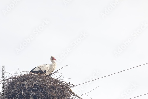 stork in the nest