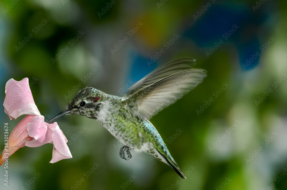 Fototapeta premium Anna's Hummingbird (Calypte anna) male in garden, Los Angeles, California, USA