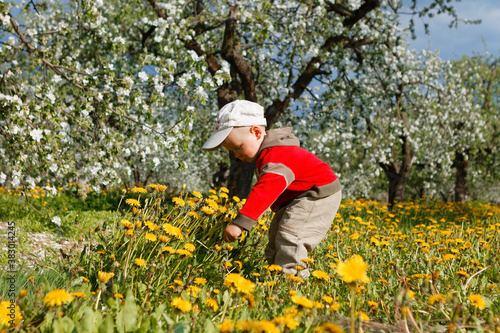 child in apple orchard in bloom and dandelion field © makam1969