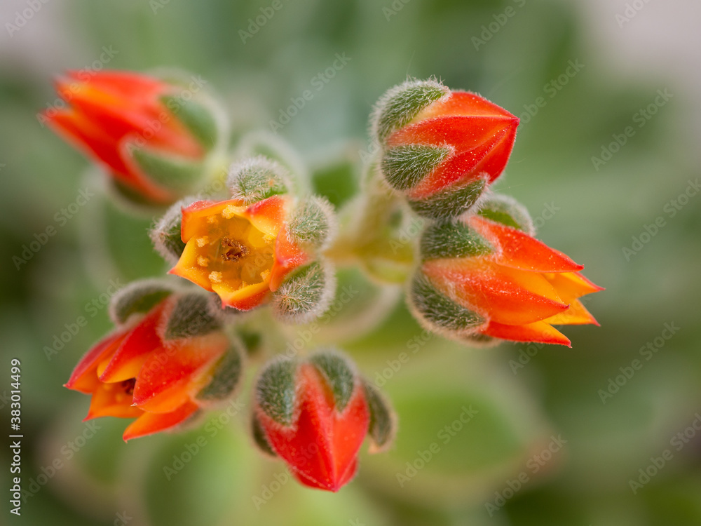 Echeveria setosa, Mexican fire cracker, blossom of succulent plant Echeveria setosa, Mexican fire cracker, blossom of succulent plant