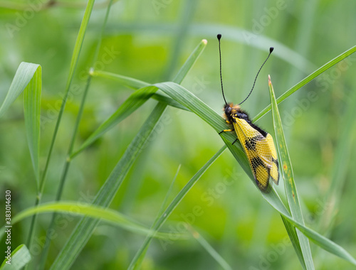 Owlfly Libelloides macaronius net-winged insect photo