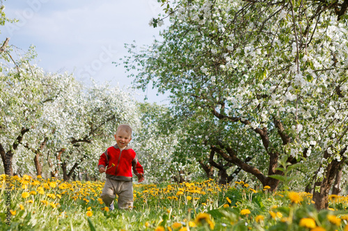 child in apple orchard in bloom and dandelion field
