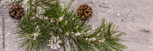 New Year concept. Pine branch  cones  snow. Christmas decoration