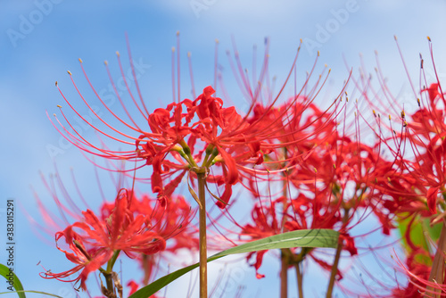 彼岸花