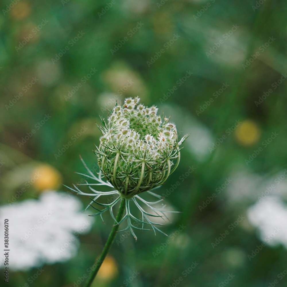 beautiful green flower in the garden in autumn season, green background beautiful green flower in the garden in autumn season, green background