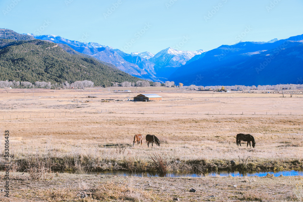 Horse in the pasture, Ridgway, Colorado
